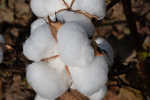 Cotton